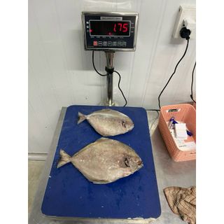 Cá Chim tươi cấp đông 1kg hút chân không (giao tphcm)