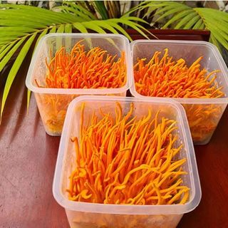 Đông trùng hạ thảo tươi