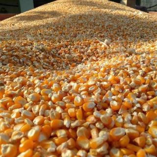 Ngô Cao Sản Thức Ăn Cho Gia Súc Gia Cầm