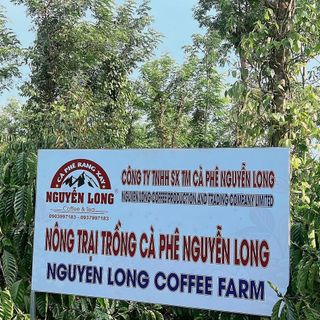 Cà Phê Nhân Xanh Culi S18 đã sàn hath đẹp (  Nguyễn Long )
