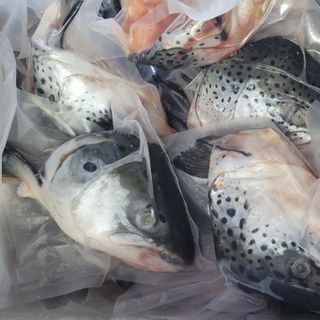 Đầu cá Hồi Nauy làm món gì ngon. Đầu hồi giá sỉ cho quán nướng, lẩu.