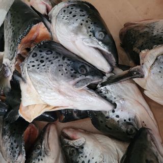 Đầu cá Hồi Nauy làm món gì ngon. Đầu hồi giá sỉ cho quán nướng, lẩu.