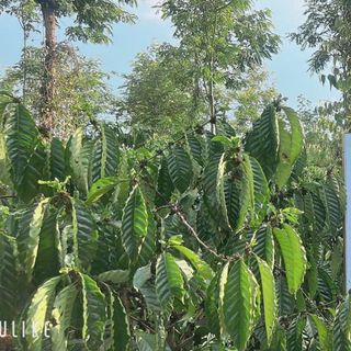 Cà Phê Epresso Nguyễn Long