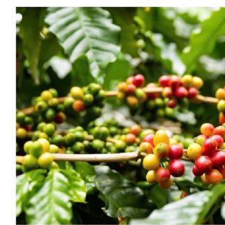 Cà Phê Epresso Nguyễn Long