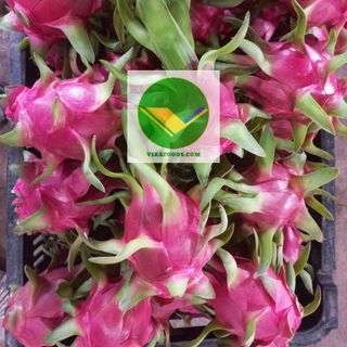 vikafoods thanh long tươi