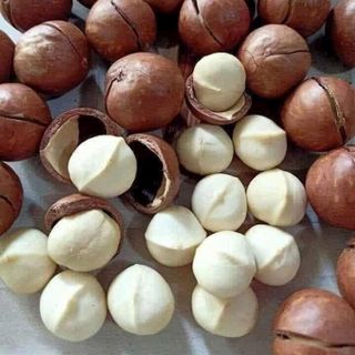 MACCA ĐẮK LẮK size trung 23-27mm. Bao ngon-không hôi dầu
