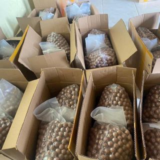 MACCA ĐẮK LẮK size trung 23-27mm. Bao ngon-không hôi dầu
