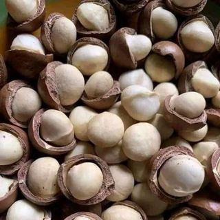 MACCA ĐẮK LẮK size trung 23-27mm. Bao ngon-không hôi dầu