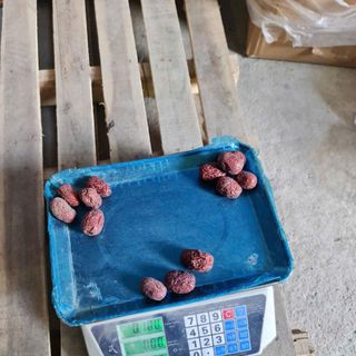 Táo bụi nhược khương Sz 13 -14 [thùng 11kg lõi]