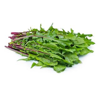 Cây rau bồ công anh