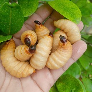 Đuông dừa sống
