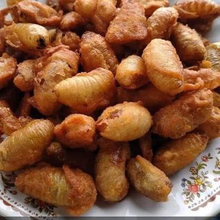 Đuông dừa sống