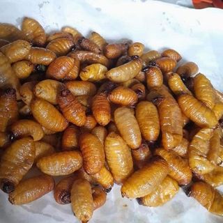Đuông dừa sống
