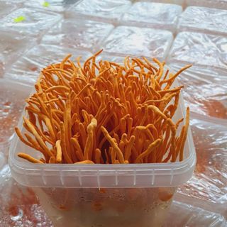 Đông Trùng Hạ Thảo Tươi