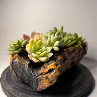 chậu gốc cây nằm trồng sen đá
