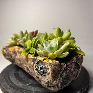 chậu gốc cây nằm trồng sen đá
