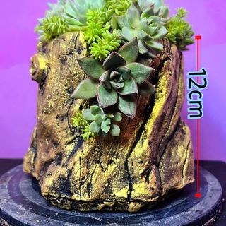 Chậu xi măng xẻ trồng sen đá, trồng hoa hình gốc cây