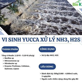 Vi sinh Yucca xử lý NH3, H2S, khí độc trong nước ( dùng trong ngành thủy sản)