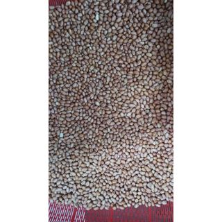 Đậu Phộng Trắng, Lạc Trắng ĐakLak Hạt To, Chắc Dùng Nấu Xôi, Rang Muối, Làm Muối Vừng