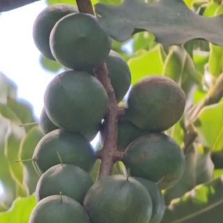 Hạt Macca Giá tận xưởng