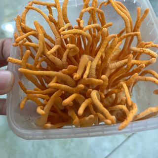ĐÔNG TRÙNG HẠ THẢO TƯƠI