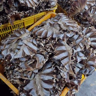 TÚI 500G KHÔ CÁ ĐUỐI KHÔNG TẨM VỊ THƠM NGON
