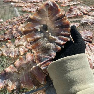 TÚI 500G KHÔ CÁ ĐUỐI NẺ ƯỚP VỊ MẶN NGỌT VỪA ĂN