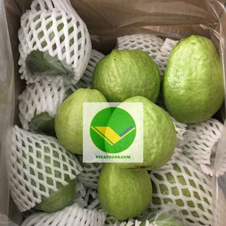 Ổi tươi ngon Vikafoods giá sỉ