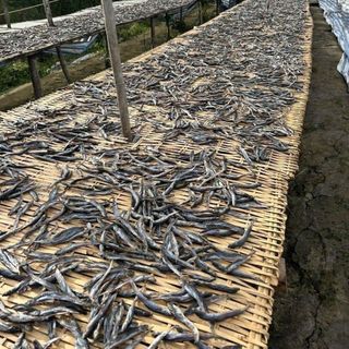 KHÔ CÁ KÈO SIZE TRUNG - VỰA KHÔ BẾN TRE