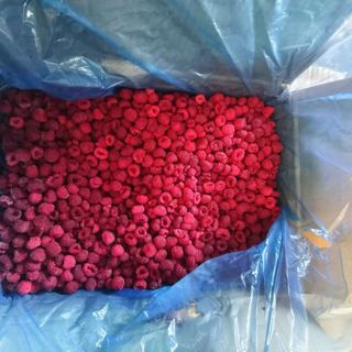DÂY TÂY ĐÔNG LẠNH - TRÁI CÂY CẤP ĐÔNG SẢN XUẤT, SINH TỐ HCM