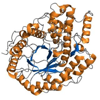 Enzyme Amylase hỗ trợ tiêu hóa hàng Việt Nam giá sỉ