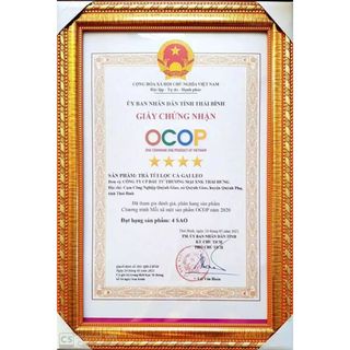 Trà Cà Gai Leo THÁI HƯNG (New) Giải độc gan, mát gan, hạ men gan - Bịch 100 túi lọc 5g