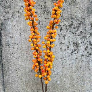 Đào đông cành 12 nhánh trái vàng cam