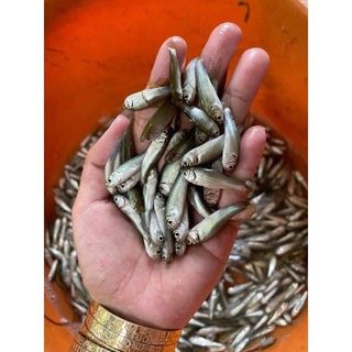 Cá linh non 1kg (giao tphcm)