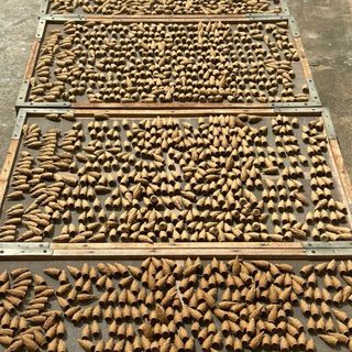 Nhan nụ trầm hương nguyên chất không pha