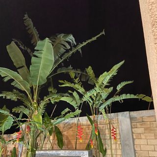 Keo dán lưu hoá SOLUTION STL-NL4(3,5kg/hộp)