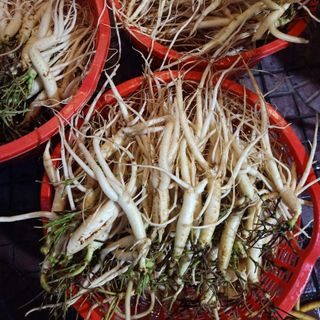 Sâm Dây Ngọc Linh Tươi