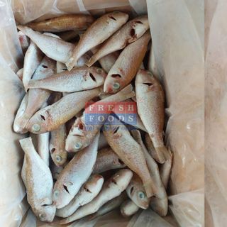 Cá đổng LS size 8/12 con/kg