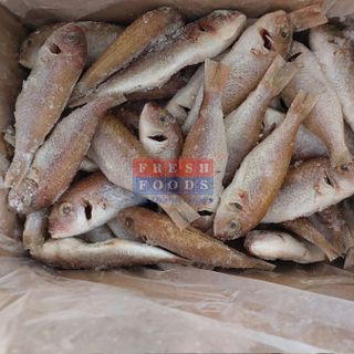 Cá đổng LS size 8/12 con/kg