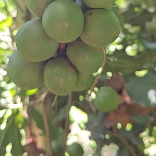 Xưởng sản xuất Macca
