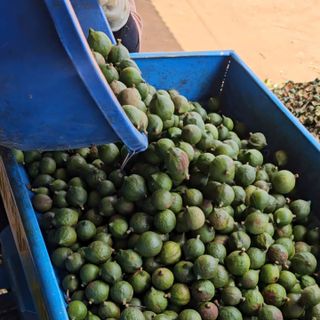 Xưởng sản xuất Macca