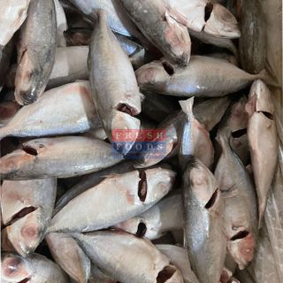 Cá tráo NCLS - Size 8/12 & 12/16 & 16/20 con/kg