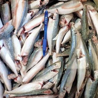 Cá nục gai NCLS - Size 16/20 con/kg