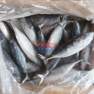 Cá ngừ ồ NC - Size 100/140 gr/con