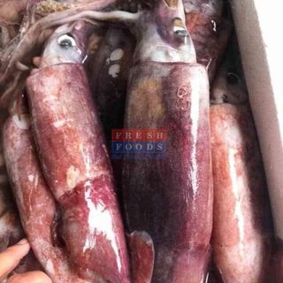 Mực ống đại dương - Size 300/500 gr/con