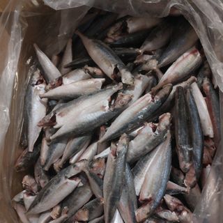 Cá nục gai NCLS - Size 16/20 con/kg