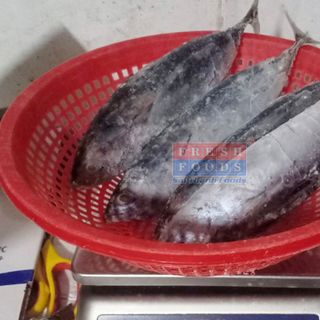 Cá ngừ ồ NC - Size 100/140 gr/con