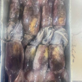 Mực ống đại dương - Size 300/500 gr/con