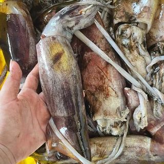 Mực ống đại dương - Size 300/500 gr/con
