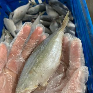 Cá bạc má CĐLS - Size 16/20 con/kg